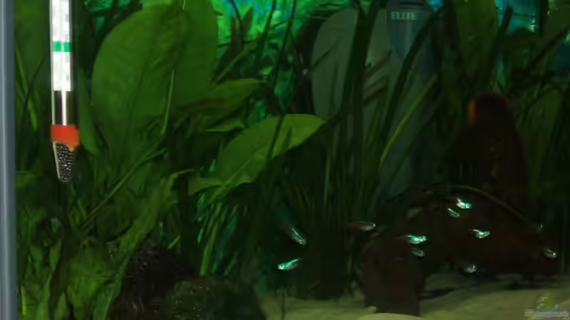 Aquarium Becken 6398 von AeROXX (3)