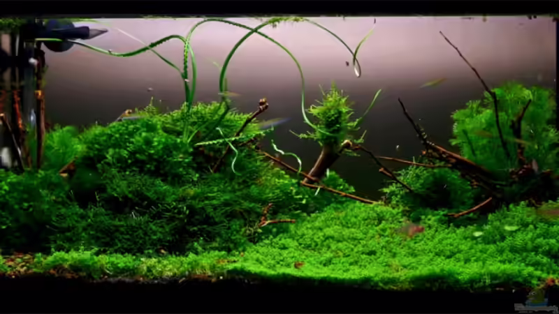 Aquarium Becken 6424 von senf. (12)