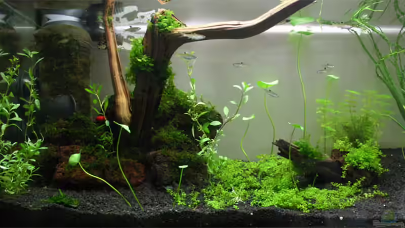 Aquarium Becken 6424 von senf. (2)