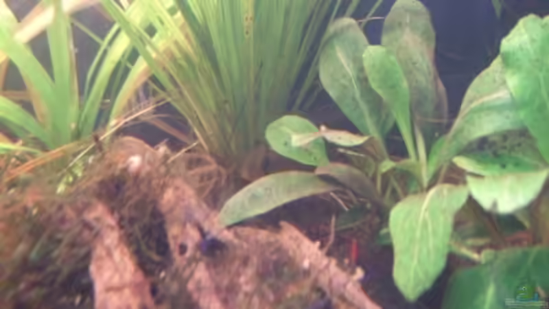 Aquarium Becken 6433 von massilia (2)