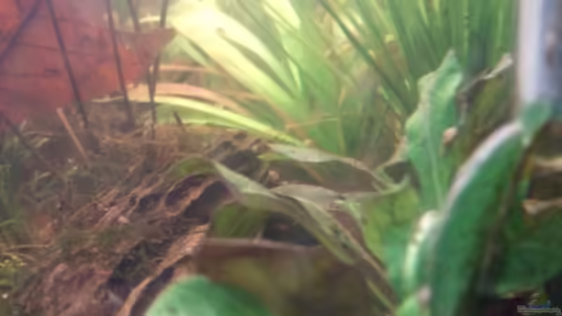 Aquarium Becken 6433 von massilia (3)