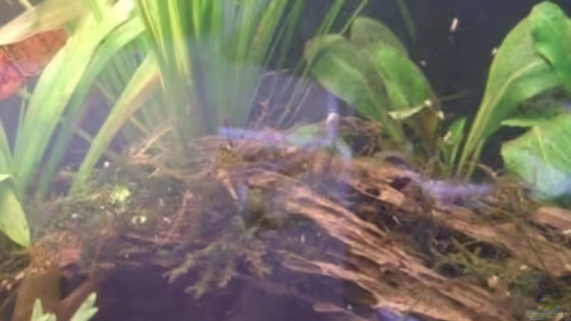 Aquarium Becken 6433 von massilia (4)