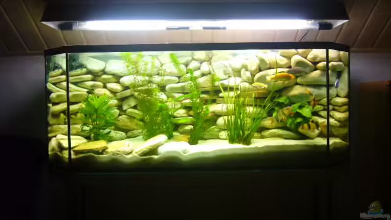 Aquarium Becken 6445 von Holger Müller (3)