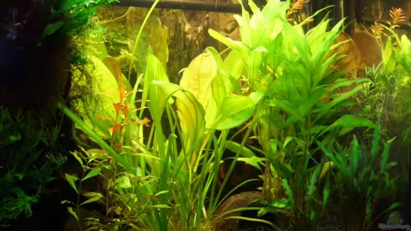 Aquarium Becken 6460 von Titan (4)