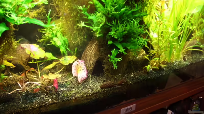 Aquarium Becken 6460 von Titan (5)