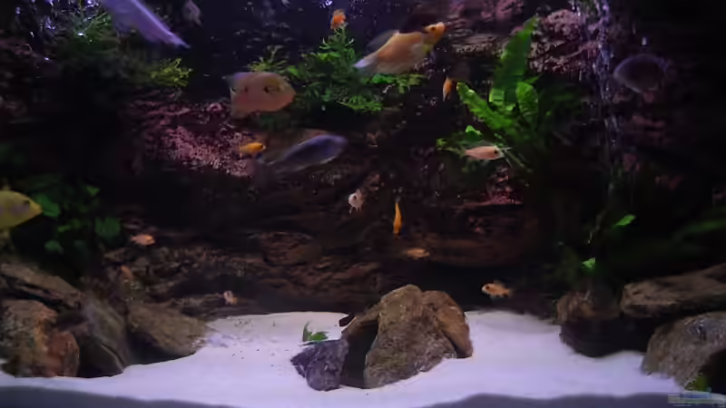 Aquarium Becken 6466 von David Gläs (4)