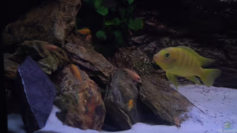 Aquarium Becken 6466 von David Gläs (5)