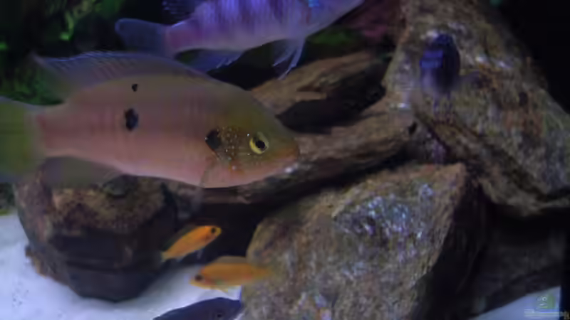 Aquarium Becken 6466 von David Gläs (6)