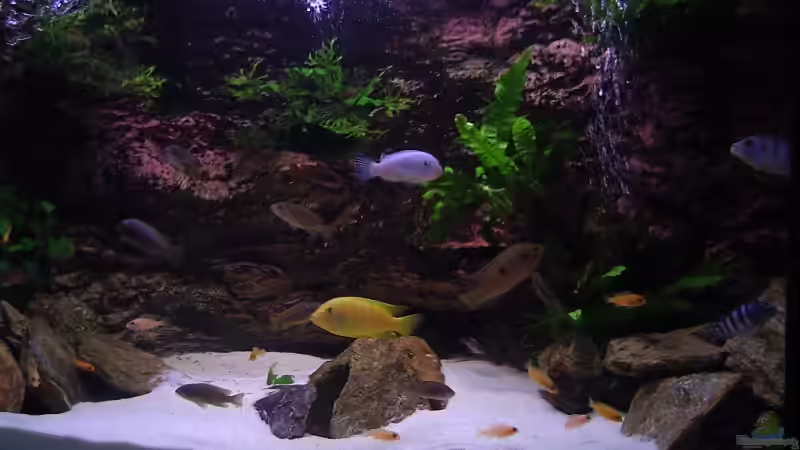 Aquarium Becken 6466 von David Gläs (7)