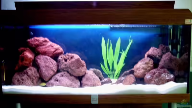 Aquarium Becken 6481 von Buderas Danas (4)