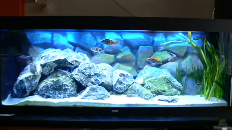 Aquarium Becken 6488 von Jasper Rotgans (2)