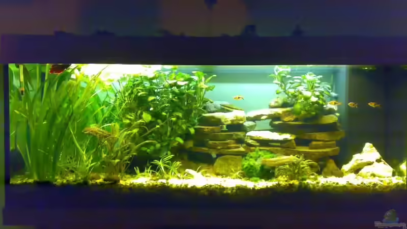 Aquarium Becken 6505 von Christopher Schwarz (2)
