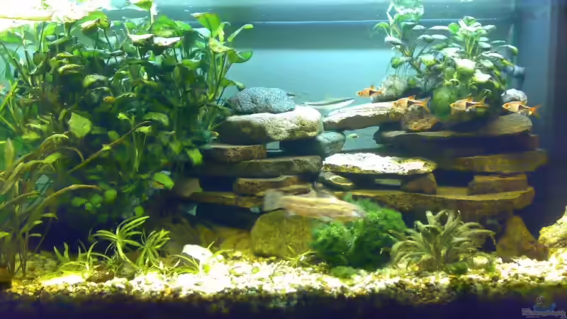 Aquarium Becken 6505 von Christopher Schwarz (3)