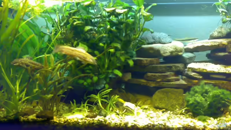 Aquarium Becken 6505 von Christopher Schwarz (4)