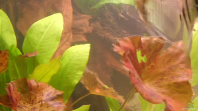 Aquarium Becken 6512 von Andreas Müller (3)