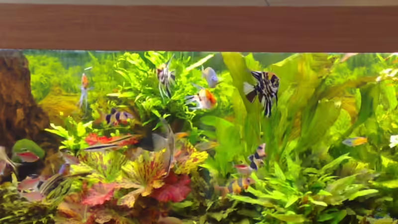 Aquarium Becken 6521 von Marcel Kirchhoff (2)