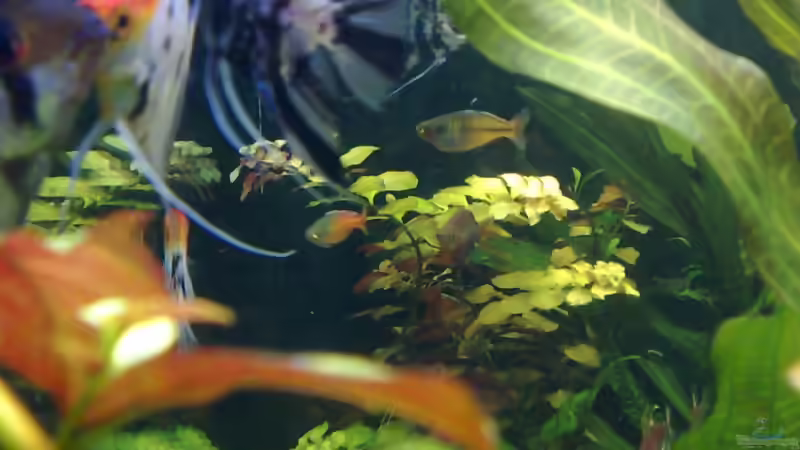 Aquarium Becken 6521 von Marcel Kirchhoff (3)