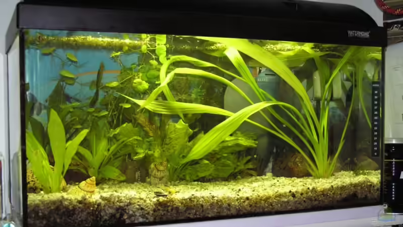 Aquarium Becken 6528 von Lena Sebastian (2)