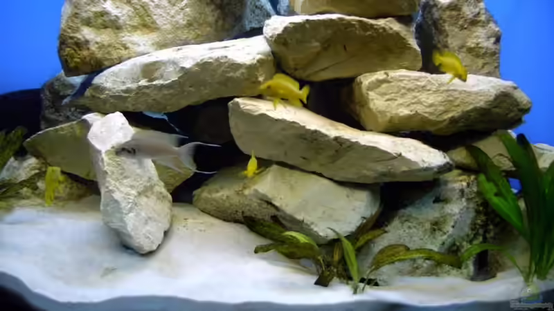 Aquarium Becken 6544 von Andreas Kosir (2)