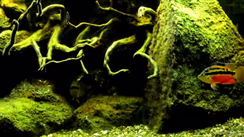 Aquarium Becken 655 von Harry van Scherpenzeel (2)