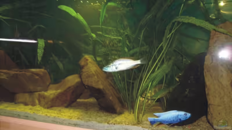 Aquarium Becken 6554 von Andreas Rode (3)