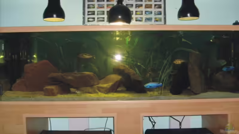 Aquarium Becken 6554 von Andreas Rode (4)