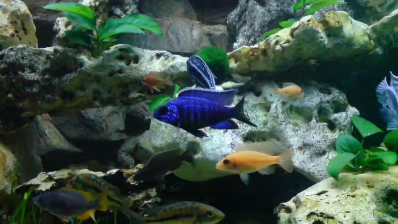 Aquarium Becken 6558 von Aqua-Man11 (6)