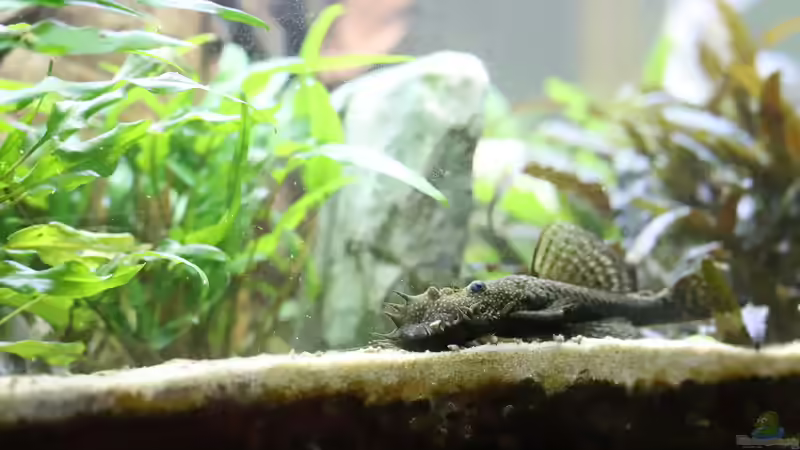 Aquarium Becken 656 von Holger Esch (16)