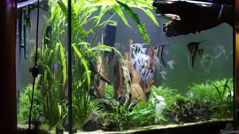 Aquarium Becken 656 von Holger Esch (17)