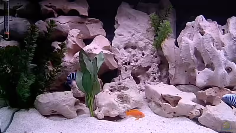 Aquarium Becken 660 von Bianka Merschbrock (2)