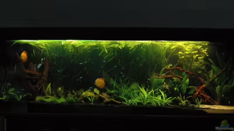 Aquarium Becken 6607 von Stephan Hansmann (2)