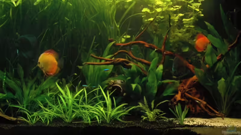 Aquarium Becken 6607 von Stephan Hansmann (3)