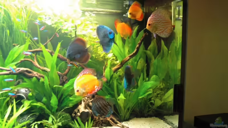 Aquarium Becken 6607 von Stephan Hansmann (4)