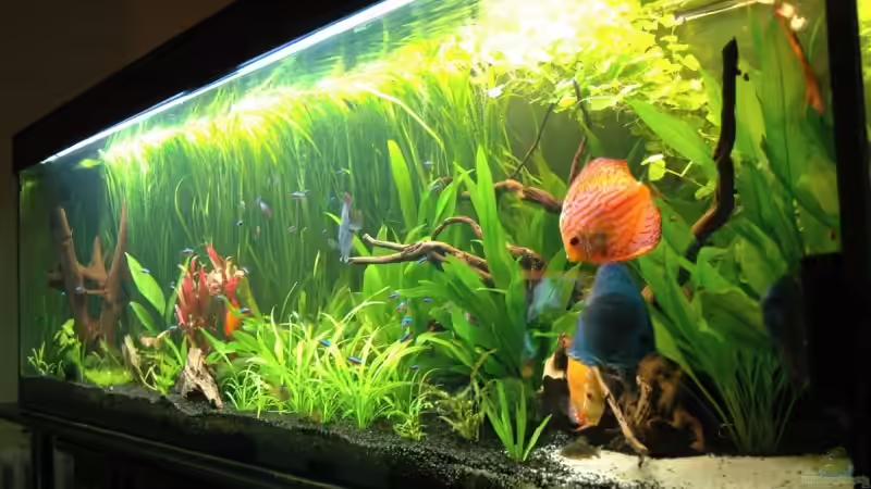 Aquarium Becken 6607 von Stephan Hansmann (5)