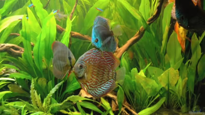 Aquarium Becken 6607 von Stephan Hansmann (7)