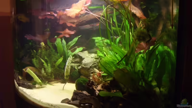 Aquarium Becken 6624 von Sandra Stoffels (5)