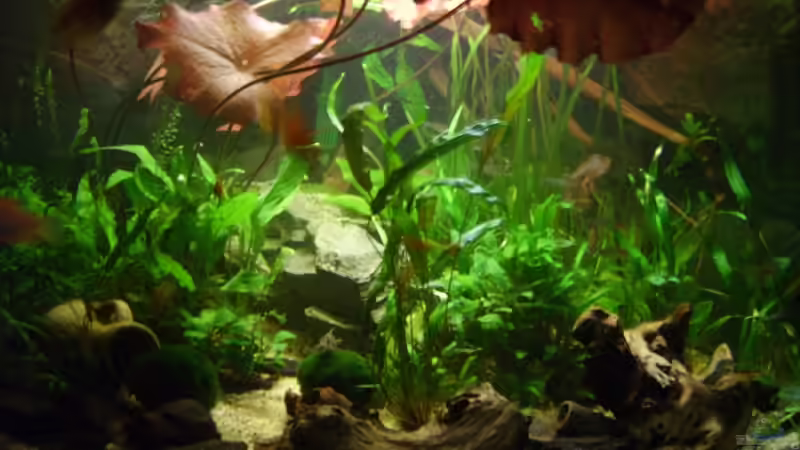 Aquarium Becken 6624 von Sandra Stoffels (7)