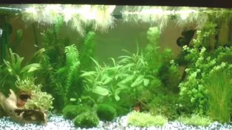 Aquarium Becken 6625 von Maria Blumenthal (5)