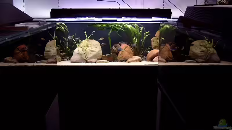 Aquarium Becken 6629 von Helgo Jacob (3)