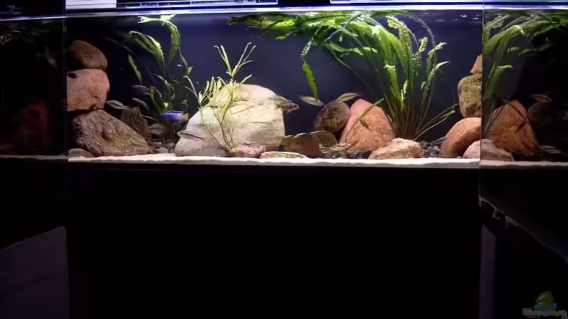 Aquarium Becken 6629 von Helgo Jacob (4)