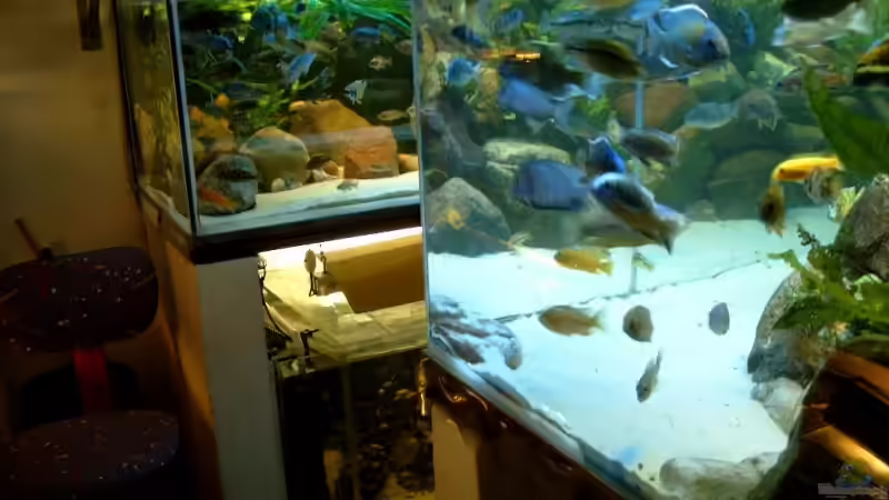 Aquarium Becken 6629 von Helgo Jacob (6)