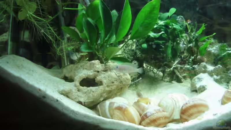 Aquarium Becken 6630 von farmerin (3)