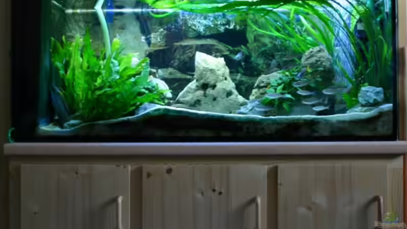 Aquarium Becken 664 von Christoph Klaus (2)