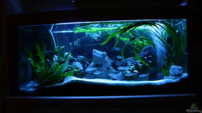 Aquarium Becken 664 von Christoph Klaus (3)