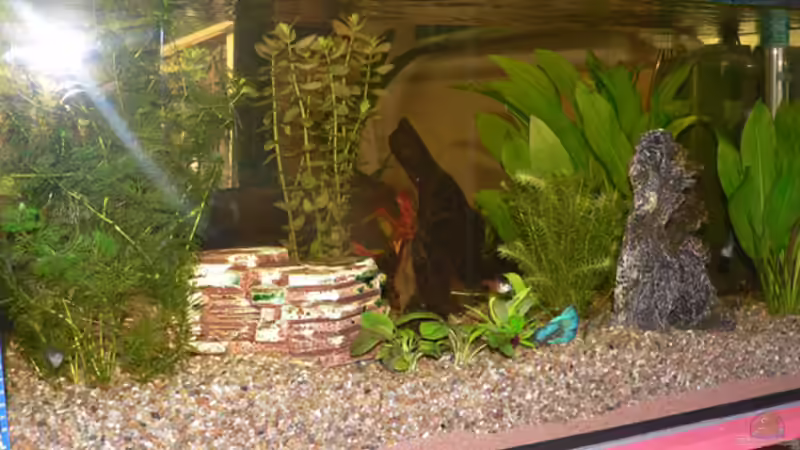 Aquarium Becken 6647 von Torsten Kalmus (2)