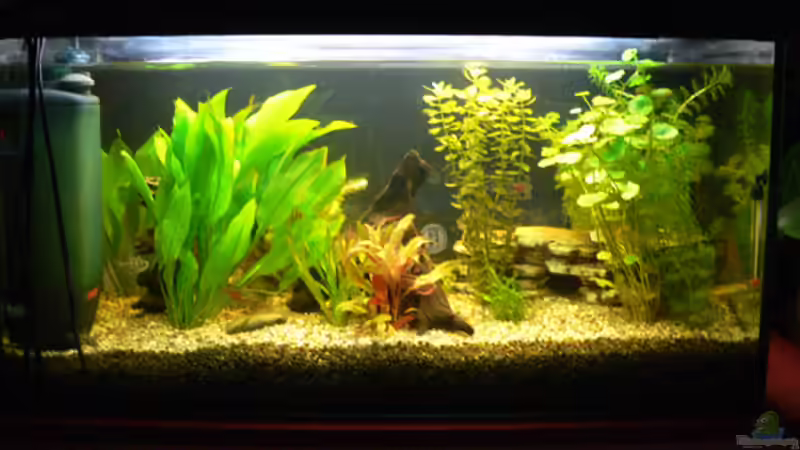 Aquarium Becken 6647 von Torsten Kalmus (3)