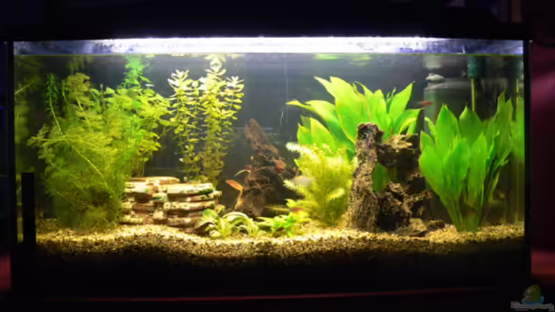 Aquarium Becken 6647 von Torsten Kalmus (4)