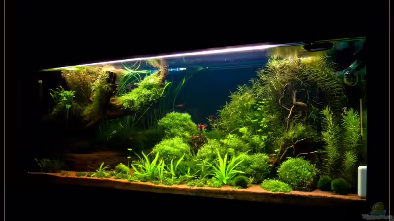 Aquarium Becken 6659 von Jörn Guntermann (2)