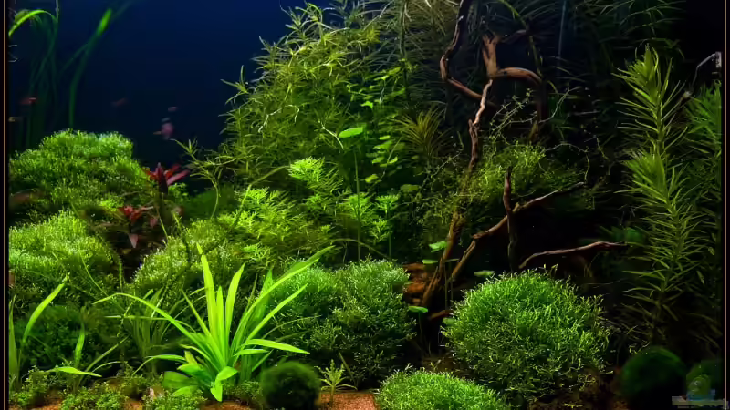 Aquarium Becken 6659 von Jörn Guntermann (3)