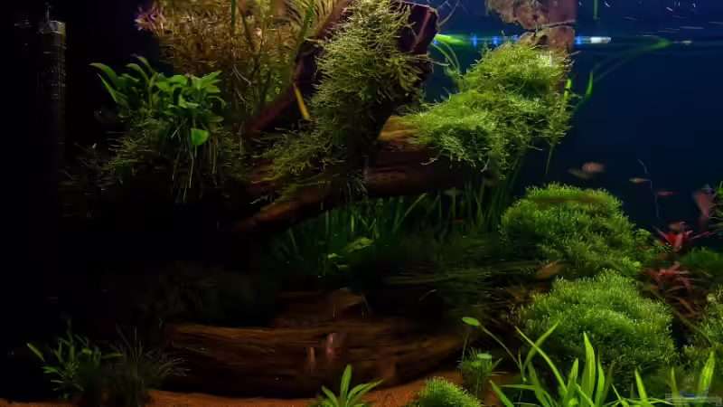 Aquarium Becken 6659 von Jörn Guntermann (4)